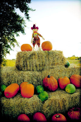 Harvest Festival