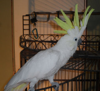 cockatoo