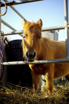 miniature horse