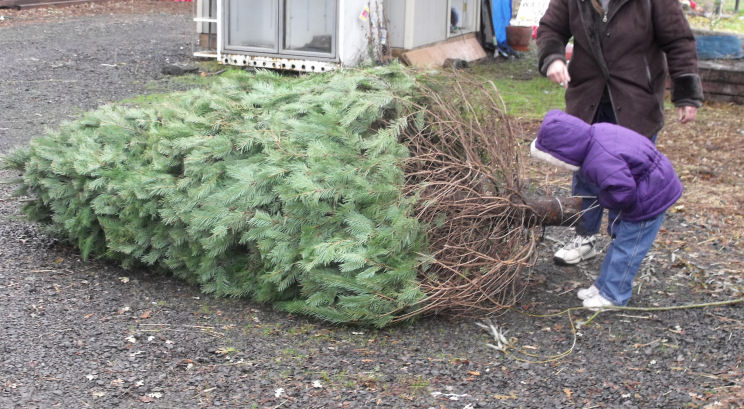 Christmas Tree Sales