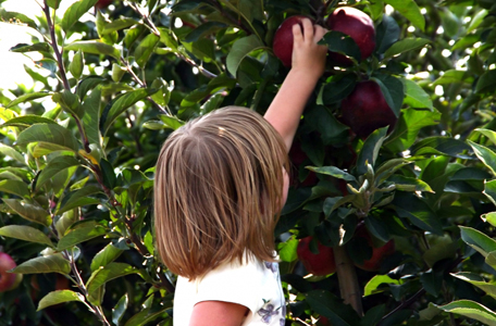 picking apples